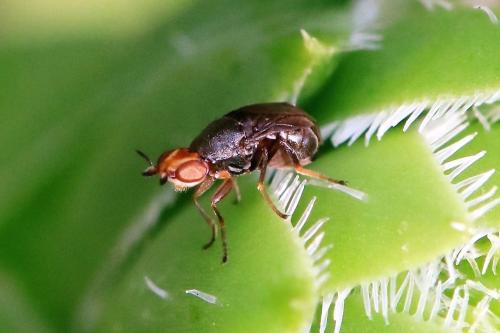 Réf. 307 081 : Camarota curvipennis
